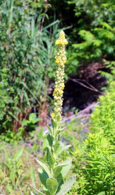 Verbascum nigrum ya da siyah mullein, orta Avrupa 'da kurak açık alanlarda yetişen, mullein cinsi Verbascum' da yetişen ve uzun ömürlü olmayan bir bitki türüdür.