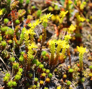 Sedum refleksi veya Sedum rupestre, refleksli taş rop, Jenny 's Stonecrop, Blue Stonecrop, stone orpine, dick-madam ve trip-madam olarak da bilinir.