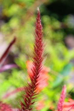 Kıpkırmızı çim tarlasının bulanık arkaplanı seçici odak noktasındaki güzel çiçek dallarıyla ve bokeh.