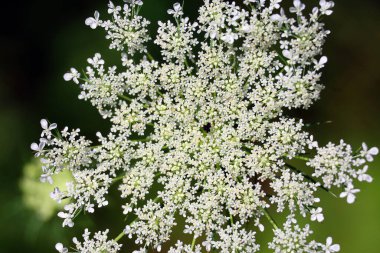 Sambucus nigra, Adoxaceae familyasından Avrupa 'da yetişen bir bitki türü. Ortak isimler, yaşlılar, yaşlılar, siyahi yaşlılar, Avrupalı yaşlılar, Avrupalı ihtiyarlar ve Avrupalı siyahi yaşlılar