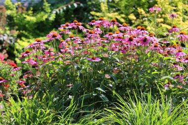 Bahçedeki güzel çiçekler