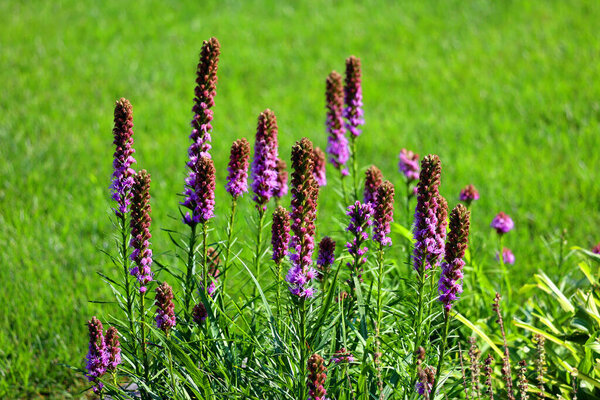 Beautiful Flowers Growing Garden — Stock Photo, Image