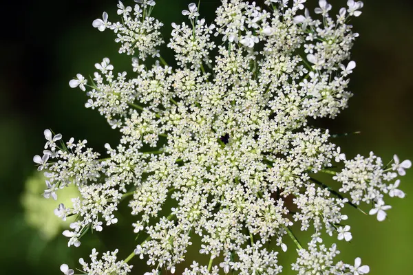 stock image Sambucus nigra is a species of flowering plants in the family Adoxaceae native of Europe. Common names, elder, elderberry, black elder, European elder, European elderberry and European black elder