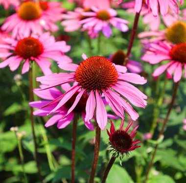 Ekinezya purpurea, bahçede çiçekler