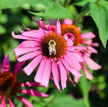 Ekinezya purpurea, bahçede çiçekler