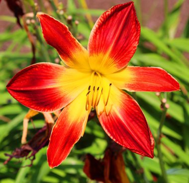 Bahçedeki kırmızı zambak çiçeği