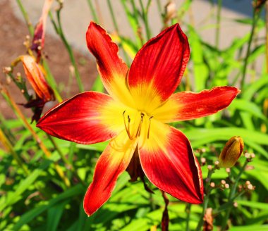 Kırmızı zambak çiçeği yeşil bir yaz bahçesinde