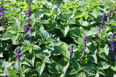 Güzel çiçeklerin güzel manzarasını kapat.