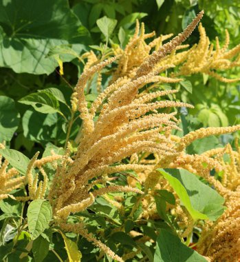 Milletler son derece değişken küçük tohumlu otlardan oluşur.