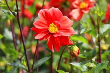 Bahçedeki kırmızı yıldız çiçeği