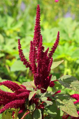 Milletler son derece değişken küçük tohumlu otlardan oluşur.