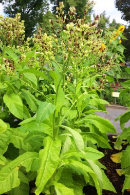 Güzel çiçekler, bitki konsepti