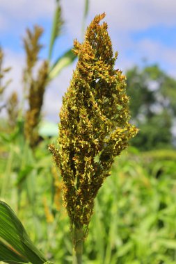 Sorghum bicolor, yaygın olarak sorghum olarak bilinir, büyük darı