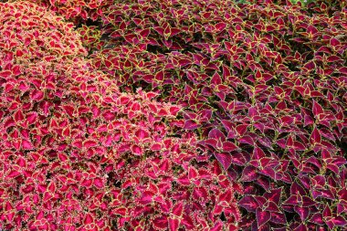 Bahçedeki güzel çiçekler