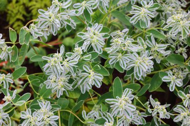 Euphorbia marginata beyaz çiçekleri