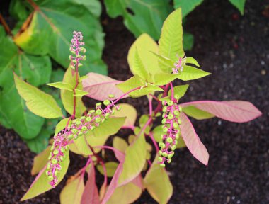 Phytolacca americana, American pokeweed in garden clipart