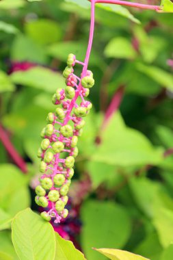 Phytolacca americana 'ya yaklaş, Amerikan pokeweed