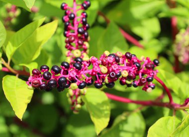 Phytolacca americana 'ya yaklaş, Amerikan pokeweed