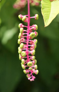 Phytolacca americana 'ya yaklaş, Amerikan pokeweed