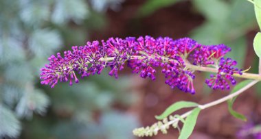 Buda tarihi olarak Buda çiçekleri olarak da bilinir.