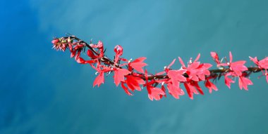 Lobelia cardinalis, the cardinal flower clipart