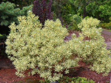Euphorbia dendroidleri, Ağaç Temizleme