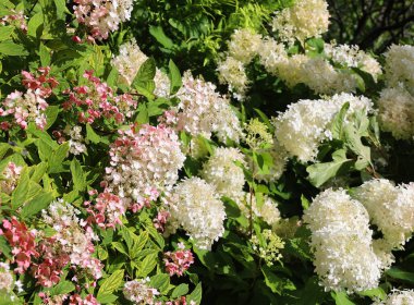 Bahçedeki güzel çiçekler