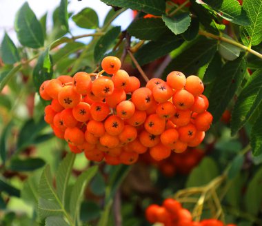 Sonbaharda bahçede bir dağ külünün olgunlaşmış meyveleri