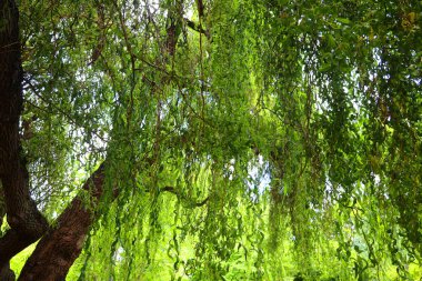 Ormanda yeşil dalları olan ağaçlar