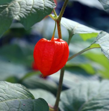 Alkekengi officinarum, mesane kirazı, Çin feneri. 