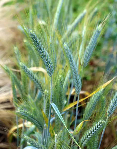 stock image Triticale, Triticosecale hybrid of wheat