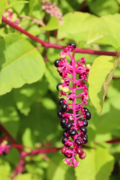 stock image close up of Phytolacca americana, American pokeweed