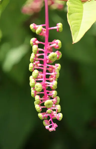 stock image close up of Phytolacca americana, American pokeweed