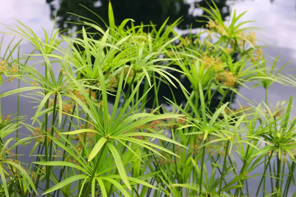 stock image Cyperus papyrus, paper reed, Indian matting plant, or Nile grass