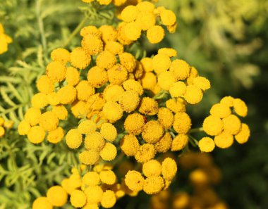 Paskalya familyasındaki Tanasetum cinsinde bitkisel bitki yetiştirme bitkisi.