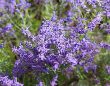 Bahçe çiçeklerinin çivileri