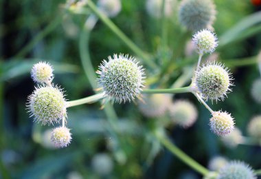 Güzel bir devedikeni çiçeğine yakın. 