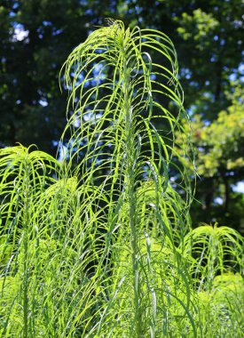 Liatris spicata, the dense blazing star or prairie gay feather  clipart