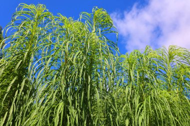 Liatris spicata, the dense blazing star or prairie gay feather  clipart