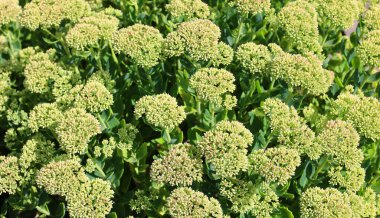 Bahçedeki yeşil çiçekler