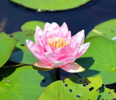 Gölette nilüfer çiçeği