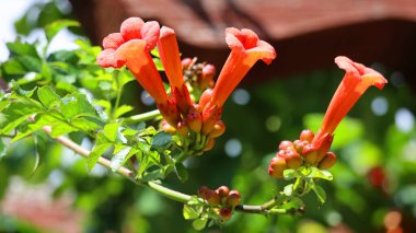 Bahçedeki kırmızı çiçekler