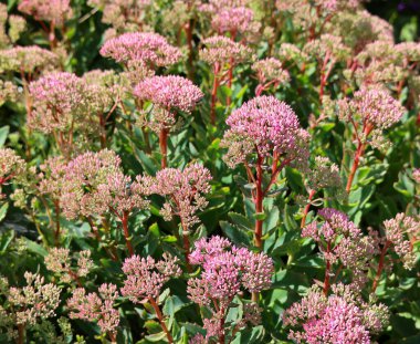 Bahçedeki güzel çiçekler