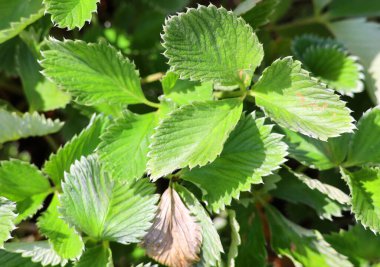 Ev yataklarında yeşil çilek yaprakları
