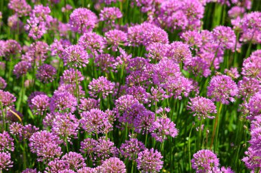 Bahçedeki güzel mor çiçekler 