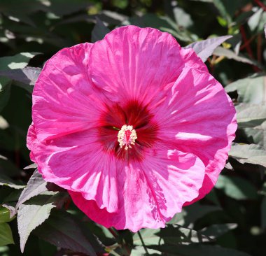 Bahçede pembe amber çiçeği