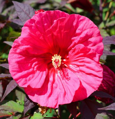 doğada Hibiscus çiçek