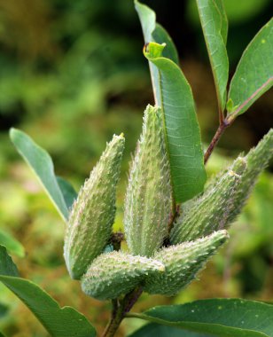 Samanotu tohumu, asklepias otçul, uzun ömürlü, çiçek açan bir bitki cinsidir.