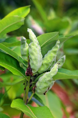 Samanotu tohumu, asklepias otçul, uzun ömürlü, çiçek açan bir bitki cinsidir.