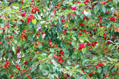 Malus, evcil meyve bahçesi elması (M. pumila) da dahil olmak üzere, Rosaceae familyasından yaklaşık 3055 tür küçük yaprak döken elma ağacı cinsidir.). 